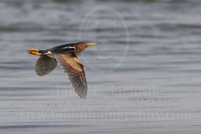 Least_Bittern_9499_800.jpg