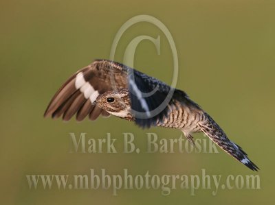 Special Project: Common Nighthawk
