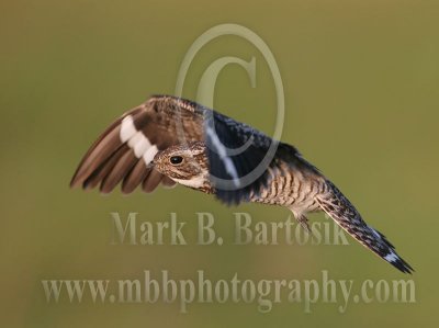 Common Nighthawk.jpg