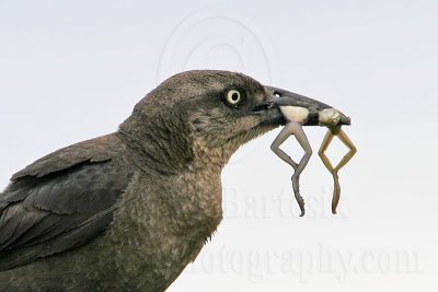 Great-tailed Grackle_9764_800.jpg