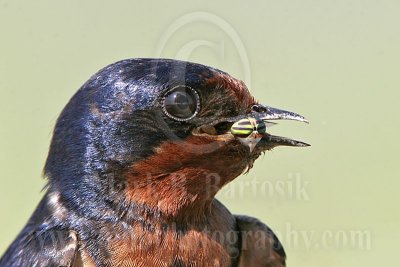 Barn_Swallow_4669_800.jpg