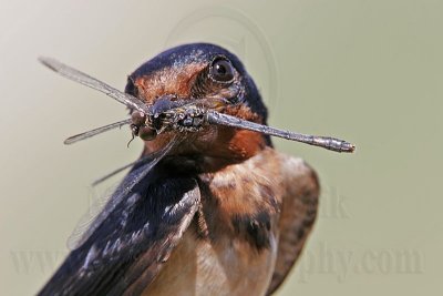 Barn Swallow - Odonata