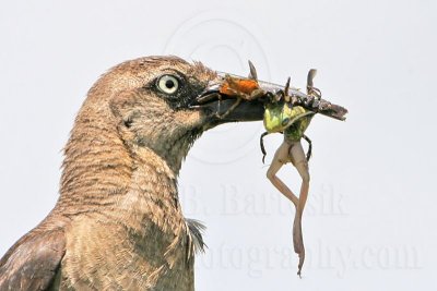 Great-tailed Grackle: Food