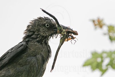 Great-tailed_Grackle_3080 800.jpg