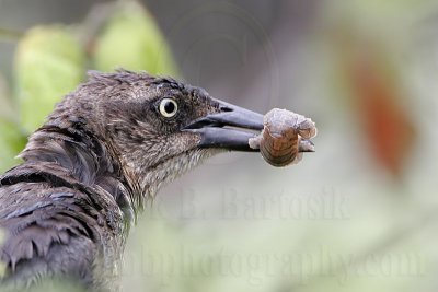 Great-tailed_Grackle_3250_800.jpg