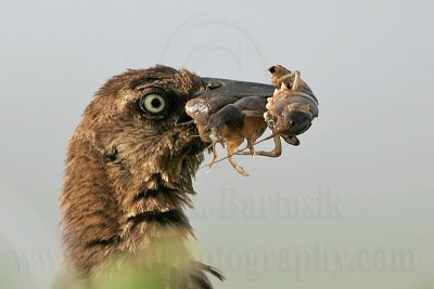 Great-tailed_Grackle_4116_800.jpg