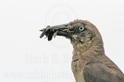 Great-tailed_Grackle_9875_800.jpg