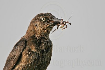 Great-tailed_Grackle_4628_800.jpg