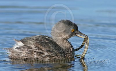 Least Grebe: Food