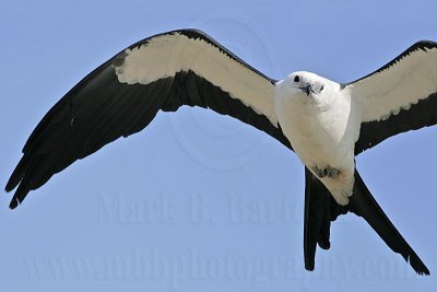 _MG_1867Swallow-tailed Kite.jpg
