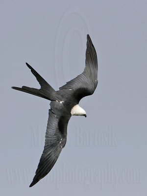 _MG_2344Swallow-tailed Kite.jpg