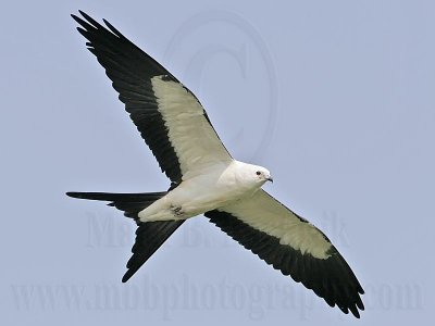 _MG_2383Swallow-tailed Kite.jpg