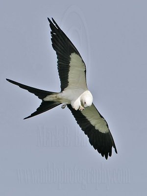 _MG_2603Swallow-tailed Kite.jpg