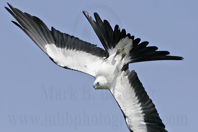 _MG_2835Swallow-tailed Kite.jpg