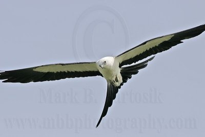 _MG_2848 Swallow-tailed Kite.jpg