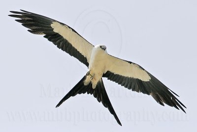 _MG_2900 Swallow-tailed Kite.jpg