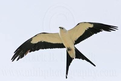 _MG_2917 Swallow-tailed Kite.jpg