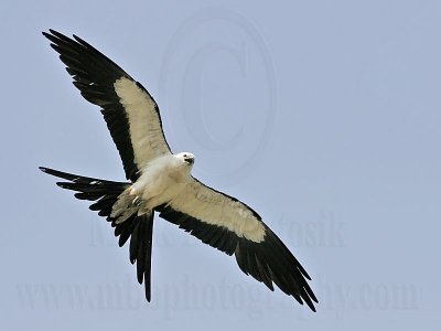 _MG_2958Swallow-tailed Kite.jpg