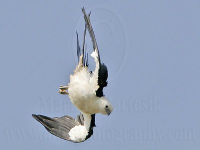 Swallow-tailed Kite: aerial shake