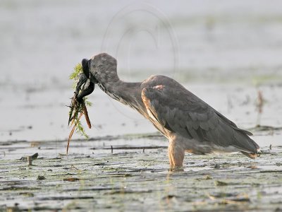 _MG_4390_Great_Blue_Heron.jpg