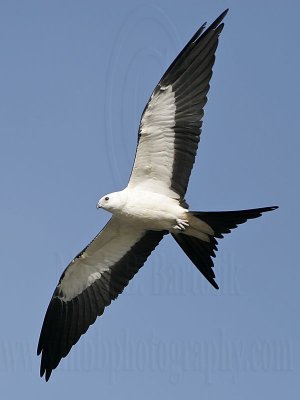 _MG_5651Swallow-tailed Kite.jpg