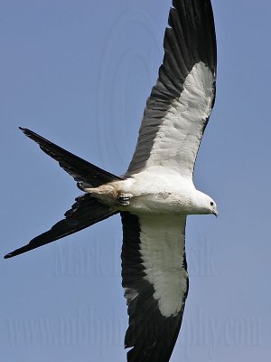 _MG_5685Swallow-tailed Kite.jpg
