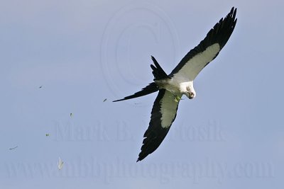 _MG_5699Swallow-tailed Kite.jpg