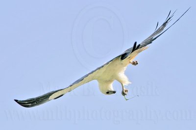 _MG_5922Swallow-tailed Kite.jpg
