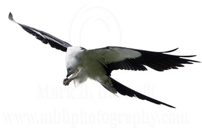 _MG_6656Swallow-tailed Kite.jpg