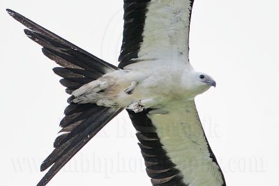 _MG_6666Swallow-tailed Kite.jpg