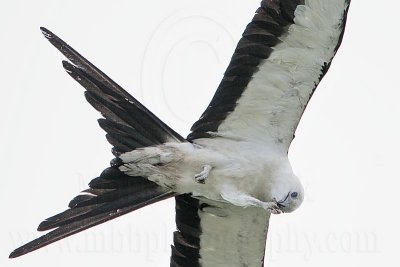 _MG_6668Swallow-tailed Kite.jpg