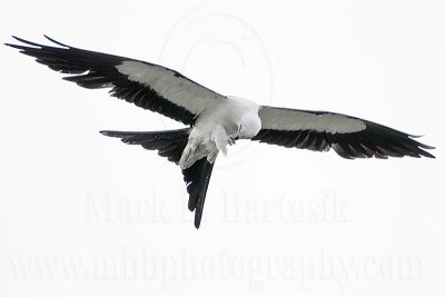 _MG_6678Swallow-tailed Kite.jpg