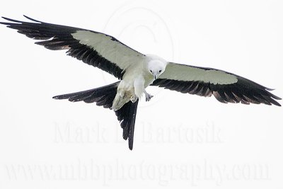 _MG_6679Swallow-tailed Kite.jpg