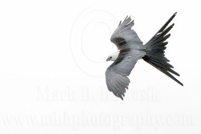 _MG_6866Swallow-tailed Kite.jpg