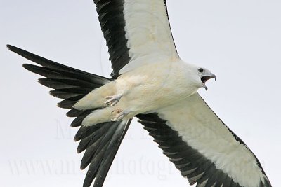 _MG_6980 Swallow-tailed Kite.jpg