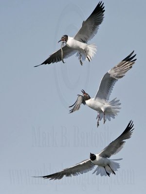 _MG_7006 Laughing Gull.jpg