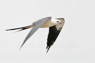_MG_7050Swallow-tailed Kite.jpg