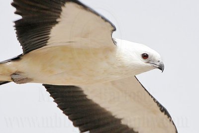 _MG_7053Swallow-tailed Kite.jpg