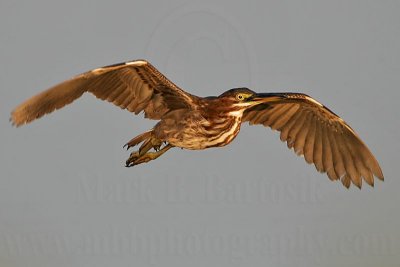 Green Heron: On the Wing