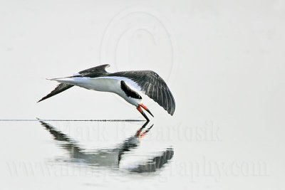 _MG_8959 Black Skimmer.jpg