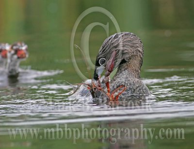 3663571-Pied-billed_Grebe.jpg