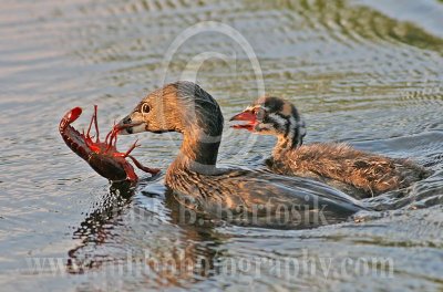 3688611-Pied-billed_Grebe.jpg