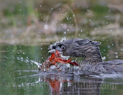 3754931-Pied-billed_Grebe.jpg