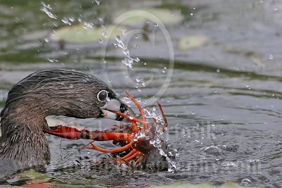 3891277-Pied-billed_Grebe.jpg