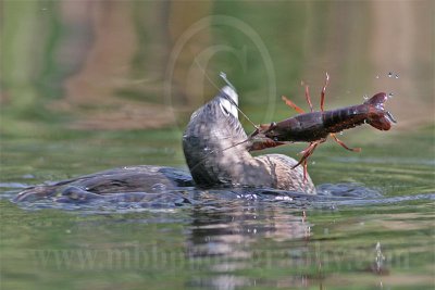 3975316-Pied-billed_Grebe.jpg