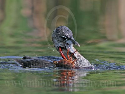 3975317-Pied-billed_Grebe.jpg