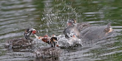 4067449-Pied-billed_Grebe.jpg