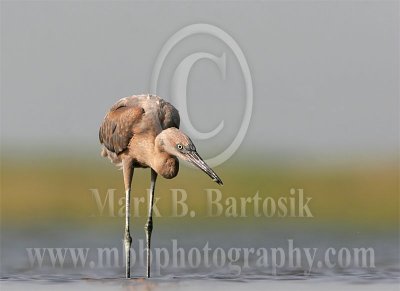 3705785-Reddish_Egret.jpg