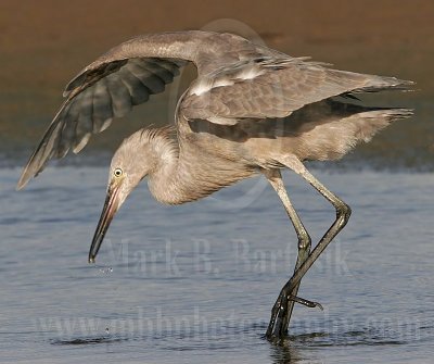 3786180-Reddish_Egret.jpg