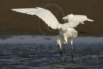 3820280-Reddish_Egret.jpg